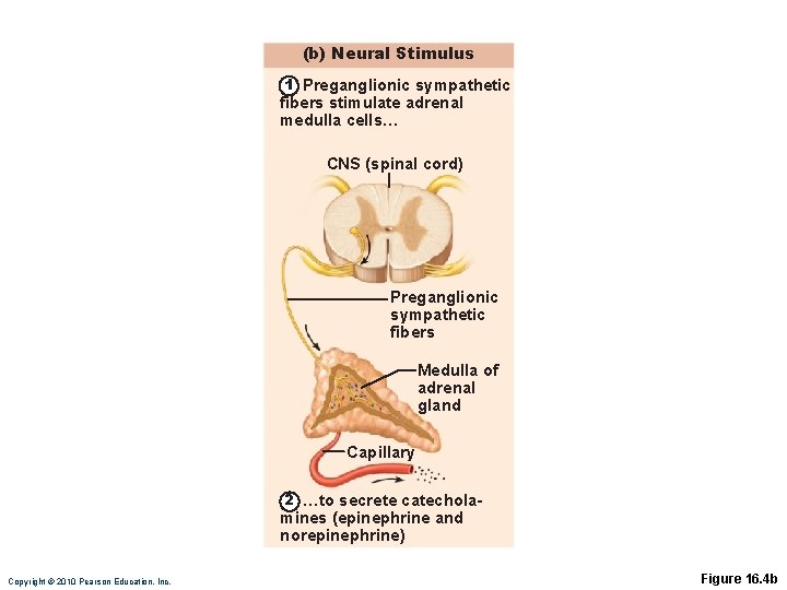 (b) Neural Stimulus 1 Preganglionic sympathetic fibers stimulate adrenal medulla cells… CNS (spinal cord)