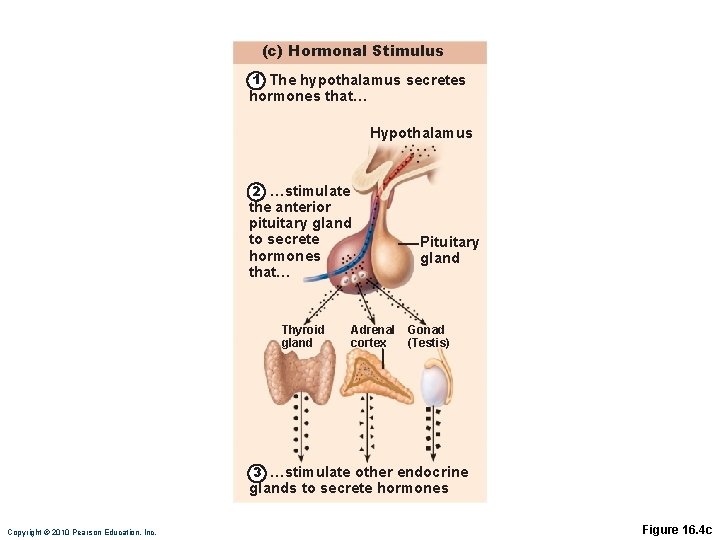 (c) Hormonal Stimulus 1 The hypothalamus secretes hormones that… Hypothalamus 2 …stimulate the anterior