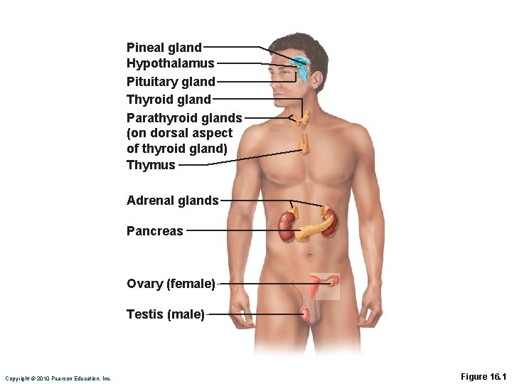 Pineal gland Hypothalamus Pituitary gland Thyroid gland Parathyroid glands (on dorsal aspect of thyroid
