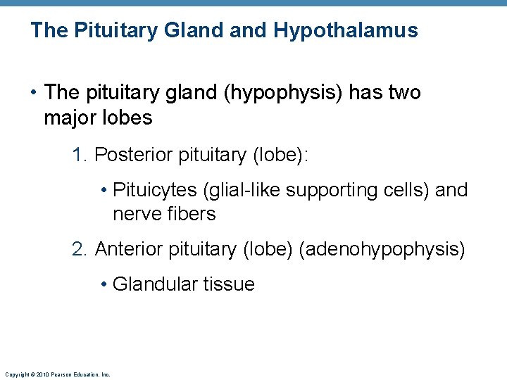 The Pituitary Gland Hypothalamus • The pituitary gland (hypophysis) has two major lobes 1.