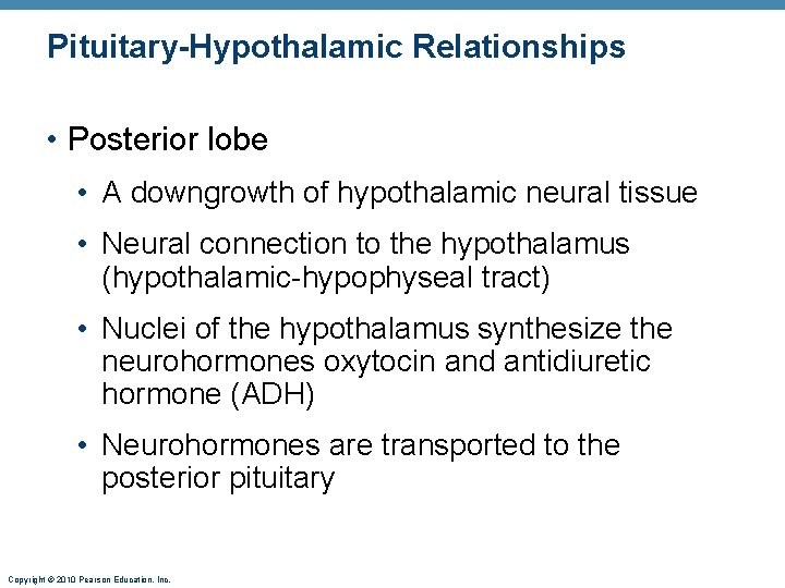 Pituitary-Hypothalamic Relationships • Posterior lobe • A downgrowth of hypothalamic neural tissue • Neural