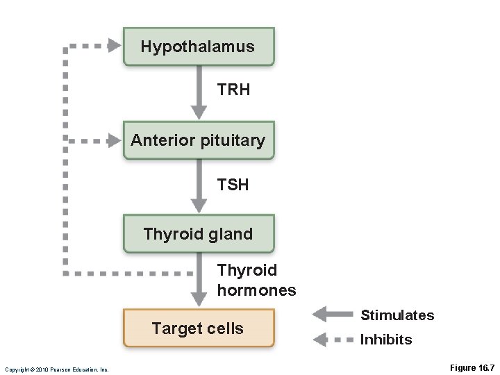 Hypothalamus TRH Anterior pituitary TSH Thyroid gland Thyroid hormones Target cells Copyright © 2010