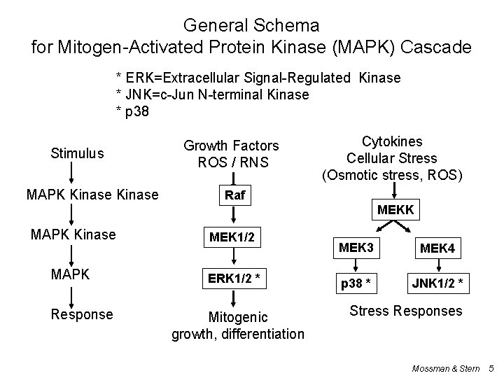 General Schema for Mitogen-Activated Protein Kinase (MAPK) Cascade * ERK=Extracellular Signal-Regulated Kinase * JNK=c-Jun