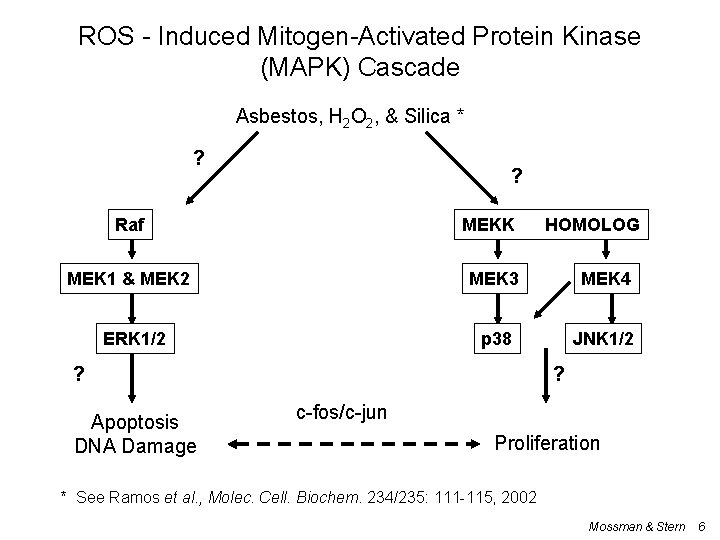ROS - Induced Mitogen-Activated Protein Kinase (MAPK) Cascade Asbestos, H 2 O 2, &