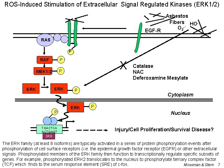 ROS-Induced Stimulation of Extracellular Signal Regulated Kinases (ERK 1/2) EGF-R Asbestos Fibers HO. O