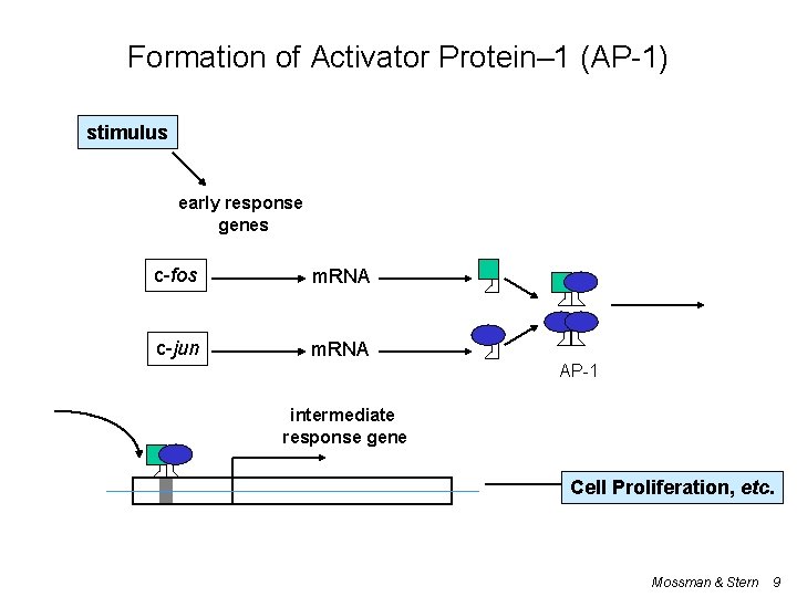 Formation of Activator Protein– 1 (AP-1) stimulus early response genes c-fos m. RNA c-jun