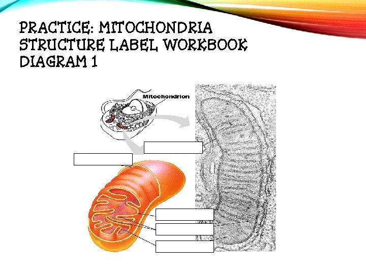 PRACTICE: MITOCHONDRIA STRUCTURE LABEL WORKBOOK DIAGRAM 1 