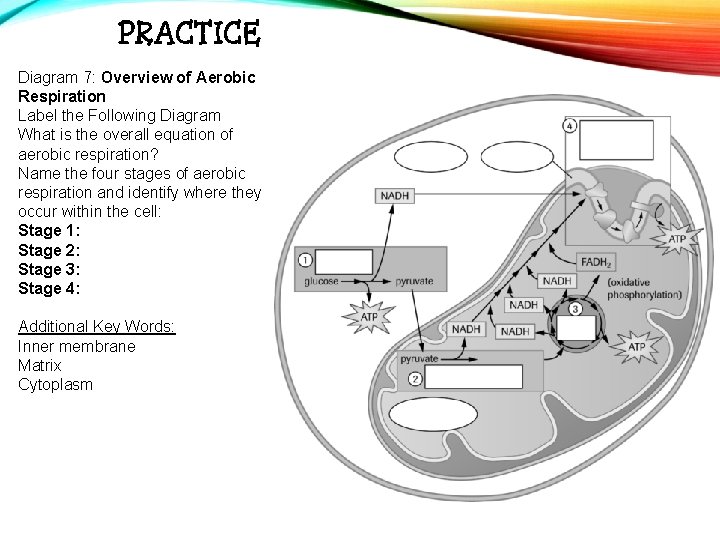 PRACTICE Diagram 7: Overview of Aerobic Respiration Label the Following Diagram What is the