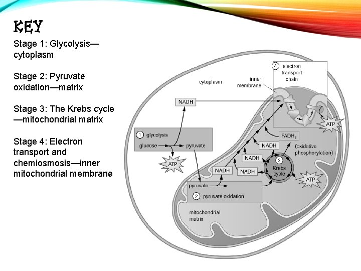 KEY Stage 1: Glycolysis— cytoplasm Stage 2: Pyruvate oxidation—matrix Stage 3: The Krebs cycle