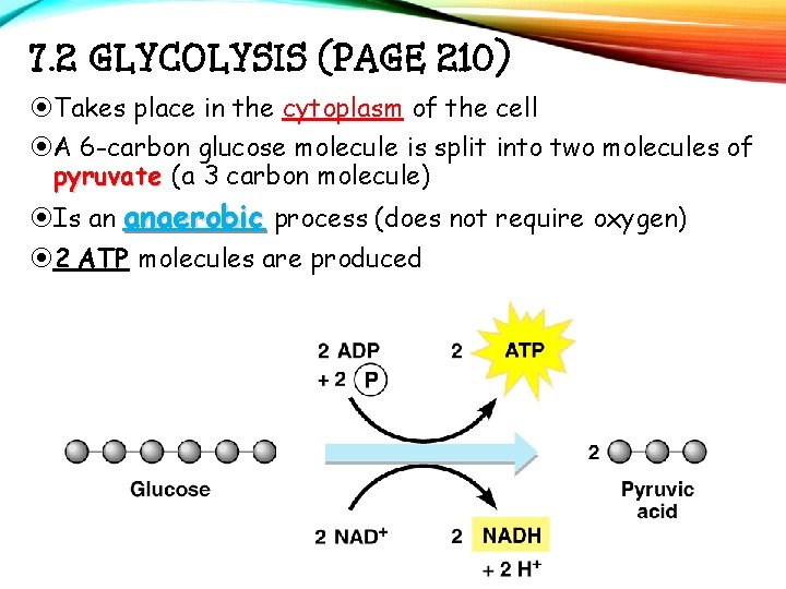 7. 2 GLYCOLYSIS (PAGE 210) Takes place in the cytoplasm of the cell A