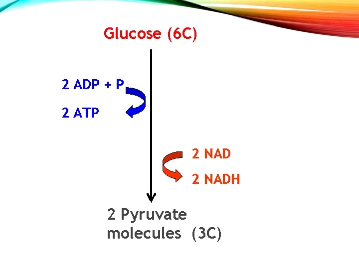 Glucose (6 C) 2 ADP + P 2 ATP 2 NADH 2 Pyruvate molecules