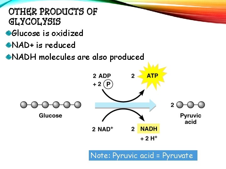 OTHER PRODUCTS OF GLYCOLYSIS Glucose is oxidized NAD+ is reduced NADH molecules are also