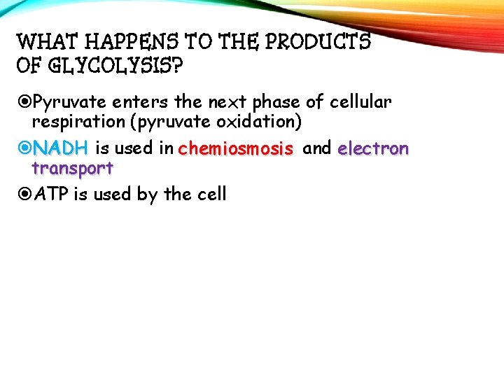 WHAT HAPPENS TO THE PRODUCTS OF GLYCOLYSIS? Pyruvate enters the next phase of cellular