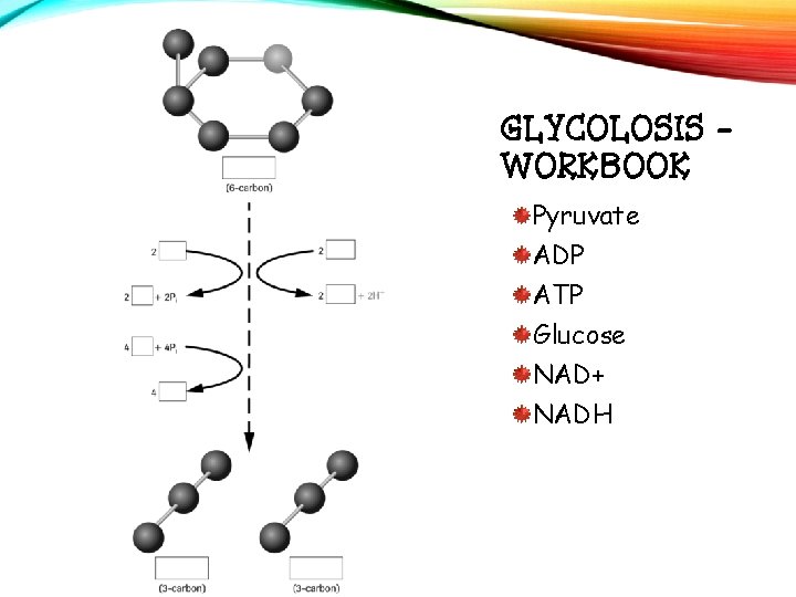 GLYCOLOSIS WORKBOOK Pyruvate ADP ATP Glucose NAD+ NADH 