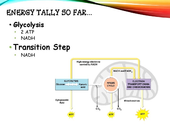 ENERGY TALLY SO FAR… • Glycolysis • 2 ATP • NADH • Transition Step