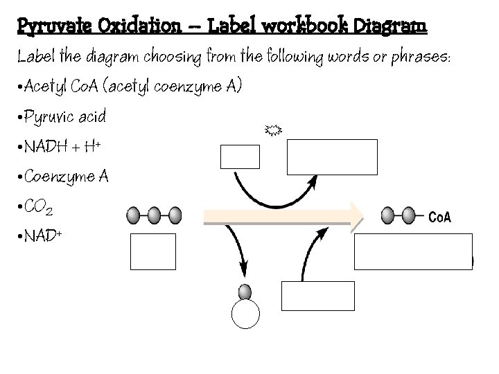 Pyruvate Oxidation – Label workbook Diagram Label the diagram choosing from the following words