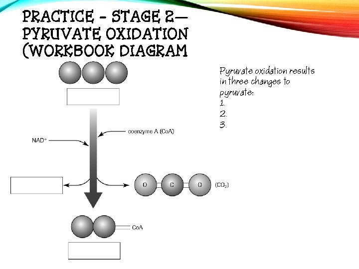 PRACTICE - STAGE 2— PYRUVATE OXIDATION (WORKBOOK DIAGRAM Pyruvate oxidation results in three changes