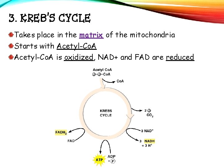 3. KREB’S CYCLE Takes place in the matrix of the mitochondria Starts with Acetyl-Co.