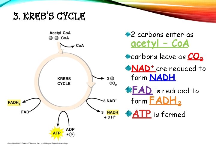 3. KREB’S CYCLE 2 carbons enter as acetyl – Co. A carbons leave as