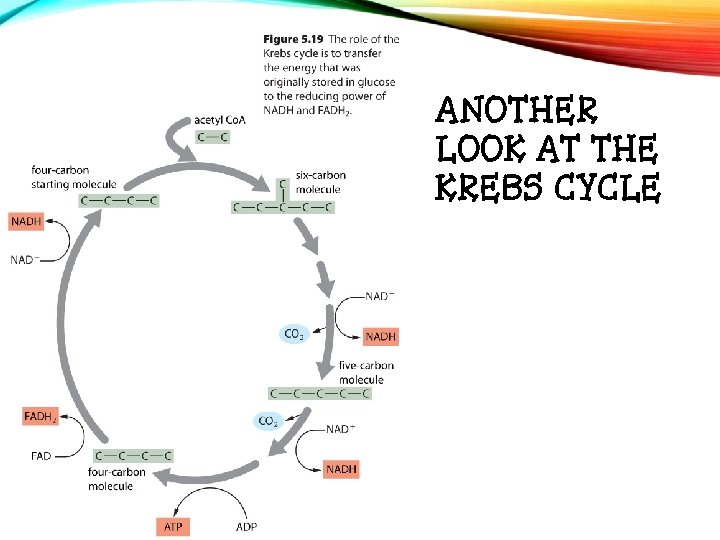 ANOTHER LOOK AT THE KREBS CYCLE 