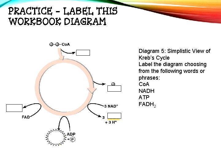 PRACTICE - LABEL THIS WORKBOOK DIAGRAM Diagram 5: Simplistic View of Kreb’s Cycle Label