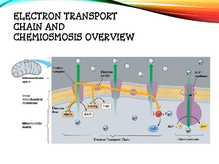 ELECTRON TRANSPORT CHAIN AND CHEMIOSMOSIS OVERVIEW 
