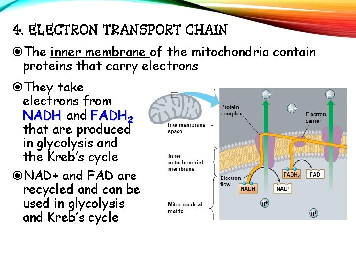 4. ELECTRON TRANSPORT CHAIN The inner membrane of the mitochondria contain proteins that carry