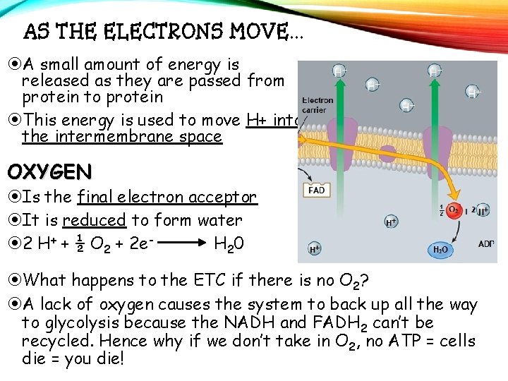 AS THE ELECTRONS MOVE… A small amount of energy is released as they are