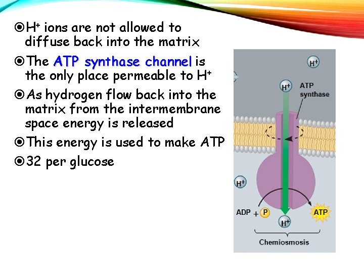  H+ ions are not allowed to diffuse back into the matrix The ATP