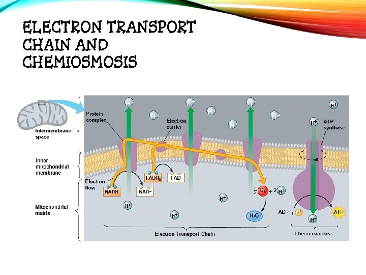 ELECTRON TRANSPORT CHAIN AND CHEMIOSMOSIS 