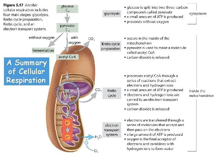 A Summary of Cellular Respiration 