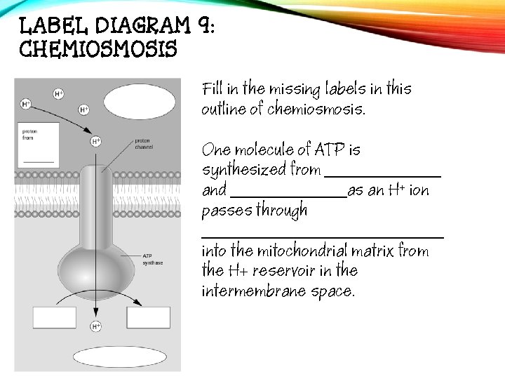 LABEL DIAGRAM 9: CHEMIOSMOSIS Fill in the missing labels in this outline of chemiosmosis.