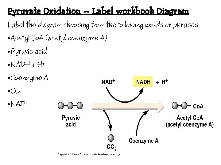 Pyruvate Oxidation – Label workbook Diagram Label the diagram choosing from the following words