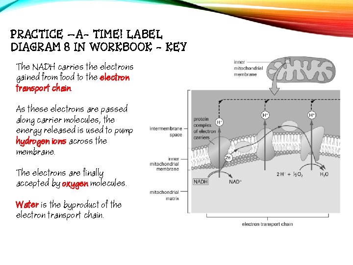 PRACTICE –A- TIME! LABEL DIAGRAM 8 IN WORKBOOK - KEY The NADH carries the