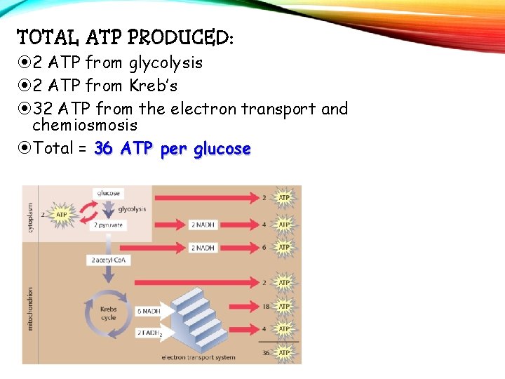 TOTAL ATP PRODUCED: 2 ATP from glycolysis 2 ATP from Kreb’s 32 ATP from