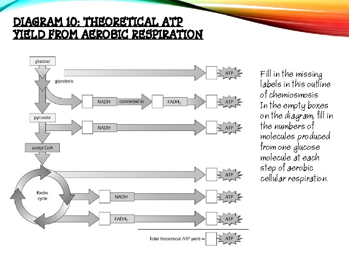 DIAGRAM 10: THEORETICAL ATP YIELD FROM AEROBIC RESPIRATION Fill in the missing labels in