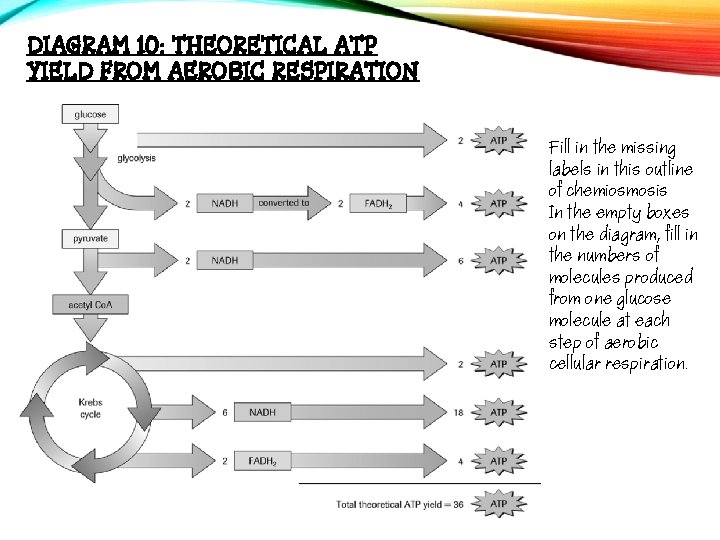 DIAGRAM 10: THEORETICAL ATP YIELD FROM AEROBIC RESPIRATION Fill in the missing labels in