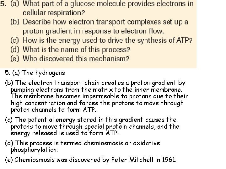 5. (a) The hydrogens (b) The electron transport chain creates a proton gradient by