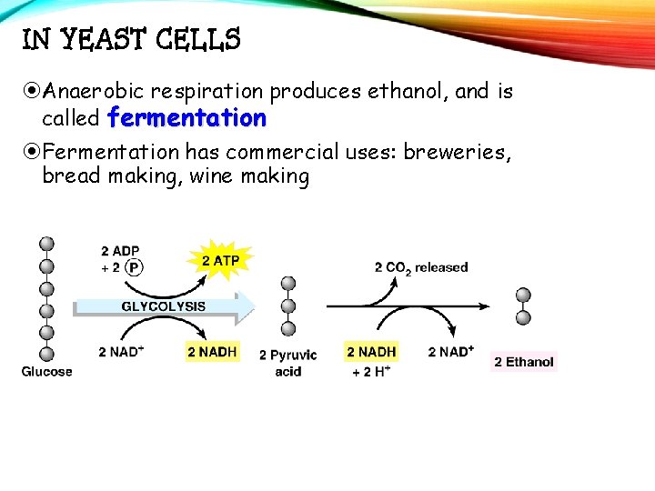 IN YEAST CELLS Anaerobic respiration produces ethanol, and is called fermentation Fermentation has commercial