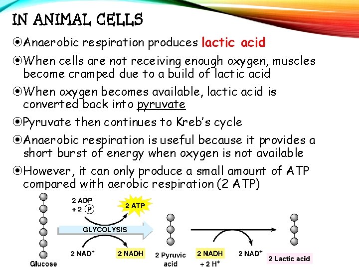 IN ANIMAL CELLS Anaerobic respiration produces lactic acid When cells are not receiving enough