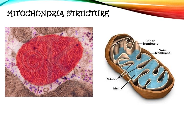 MITOCHONDRIA STRUCTURE 