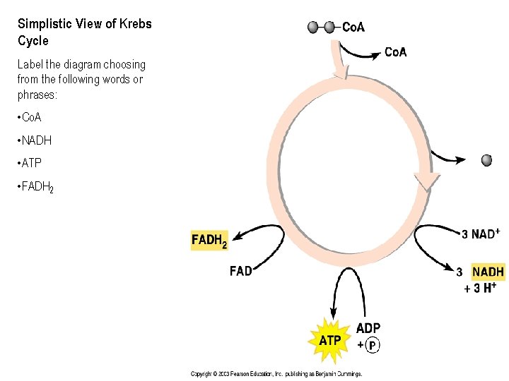 Simplistic View of Krebs Cycle Label the diagram choosing from the following words or
