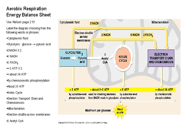 Aerobic Respiration Energy Balance Sheet Use Nelson page 219 Label the diagram choosing from