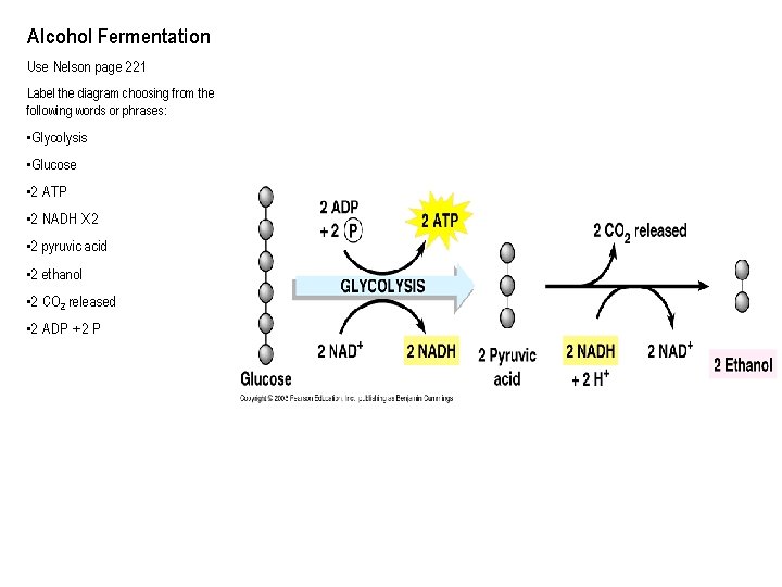 Alcohol Fermentation Use Nelson page 221 Label the diagram choosing from the following words