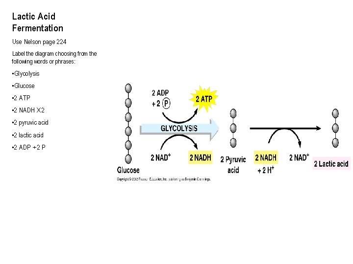 Lactic Acid Fermentation Use Nelson page 224 Label the diagram choosing from the following