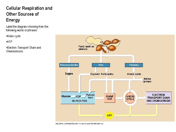 Cellular Respiration and Other Sources of Energy Label the diagram choosing from the following