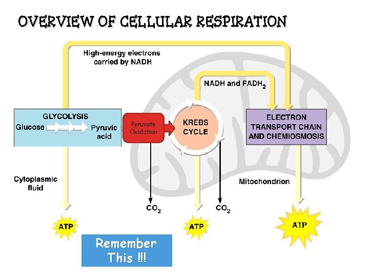 OVERVIEW OF CELLULAR RESPIRATION Pyruvate Oxidation Remember This !!! 