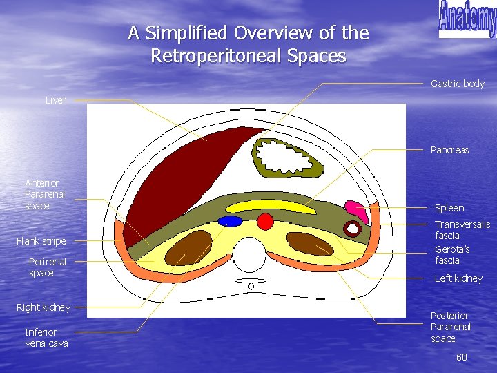 A Simplified Overview of the Retroperitoneal Spaces Gastric body Liver Pancreas Anterior Pararenal space
