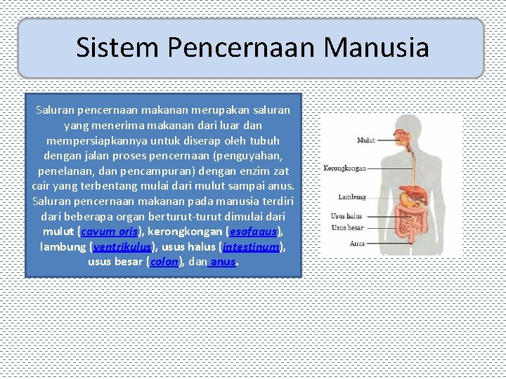 Sistem Pencernaan Manusia Saluran pencernaan makanan merupakan saluran yang menerima makanan dari luar dan