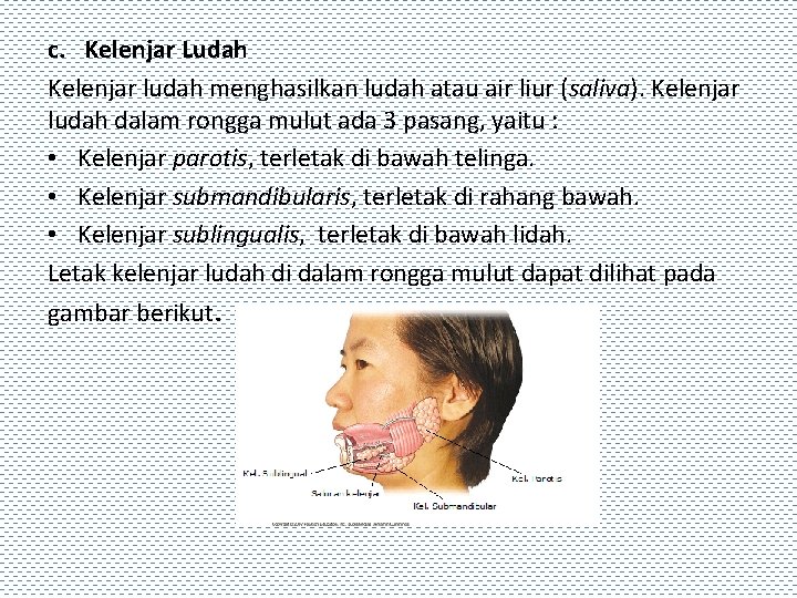 c. Kelenjar Ludah Kelenjar ludah menghasilkan ludah atau air liur (saliva). Kelenjar ludah dalam